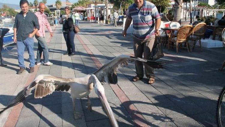 Fethiye’nin Maskotları Tarzan Rıfkı Ve Cennet’e Büyük İlgi