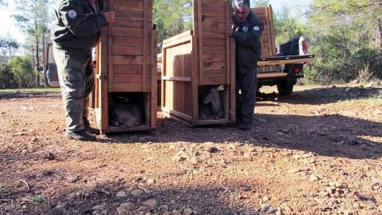 Muğla Ve Aydın’da Alageyik Saysı 46’ya Çıktı