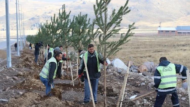 Erciyes’te Ağaçlandırma Hamlesi