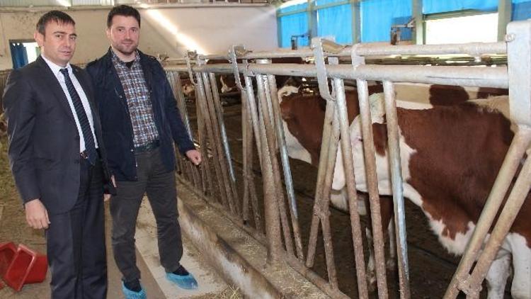 Trabzon Kendi Tereyağını Üretmek İçin Artık Dışarıdan Süt Almayacak