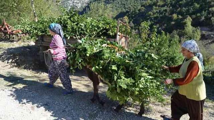 Kadirli’de Defne Hasadına Başlandı