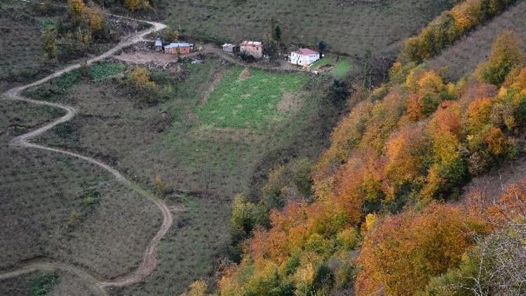 Görenlere Terapi Etkisi Yapıyor