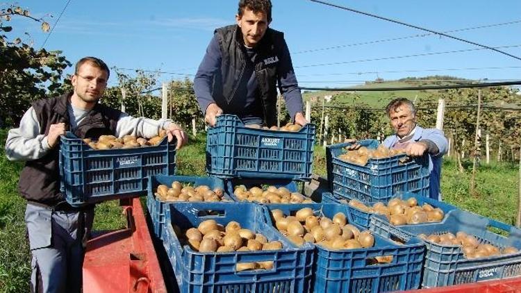 Organik Köyde Kivi Hasadı Başladı