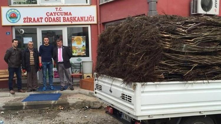 Çaycuma Ziraat Odası Meyve Fidanı Dağıtımına Başladı