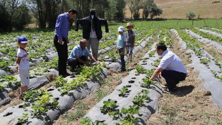 Başkalede Örnek Çilek Bahçesi projesi hasat vermeye başladı.