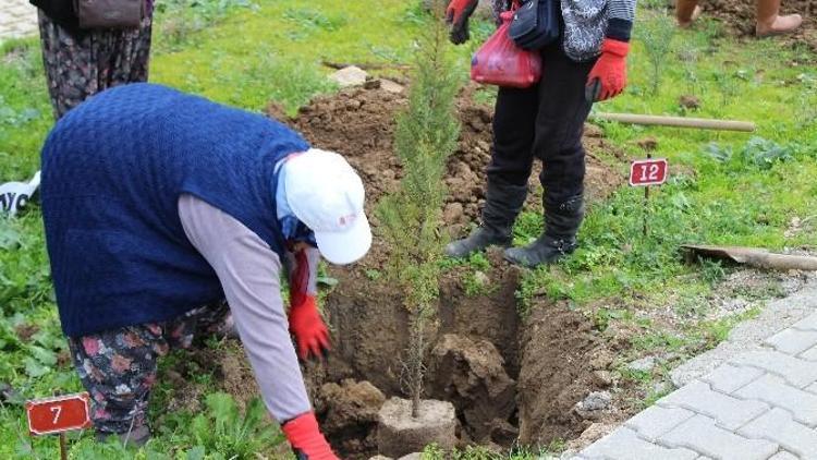 Biga Belediyesi Mezarlıklara Kara Servi Ağacı Dikti