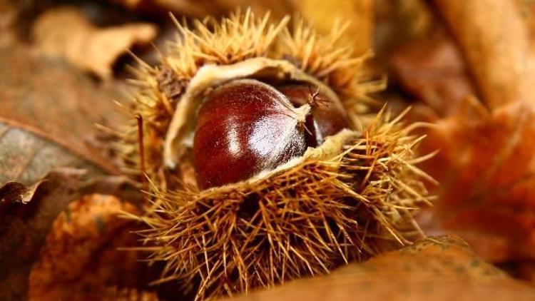 Aydın, Kestane Üretiminde İkinci Olan Kastamonu’yu İkiye Katladı