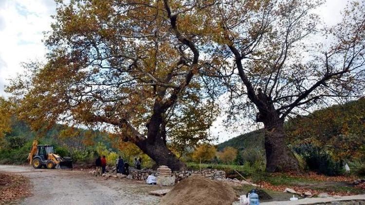 250 Yıllık Ağaca Sahip Çıkılıyor