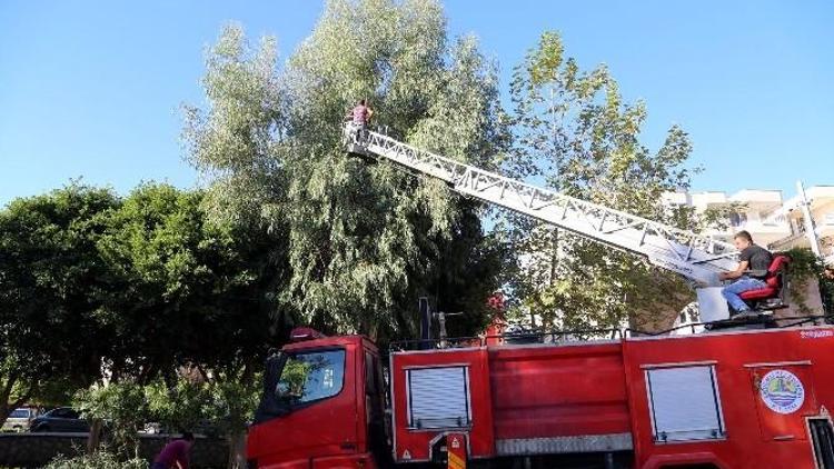 Erdemli‘de Parklara Kışlık Bakım