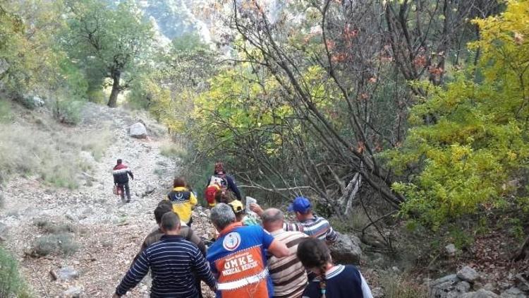 Fethiye’de Zeytin Ağacından Düşen Yaşlı Adam Hastanelik Oldu