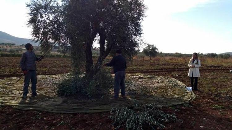 Kadıoğlu, Zeytin Hasadı Yapan Üreticileri Ziyaret Etti