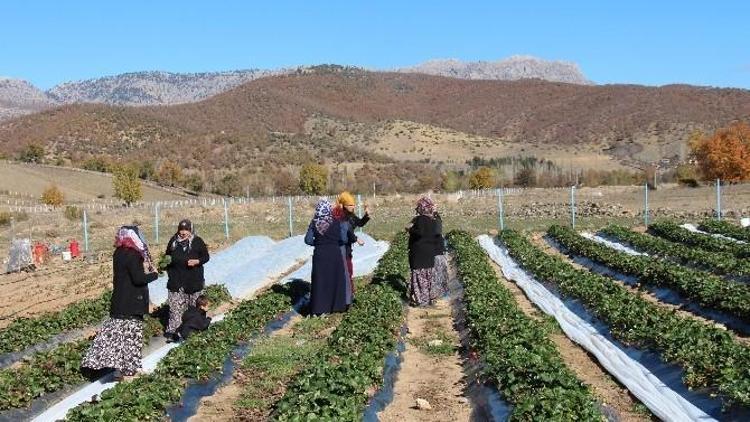 Kasım Ayında Çilek Hasadı