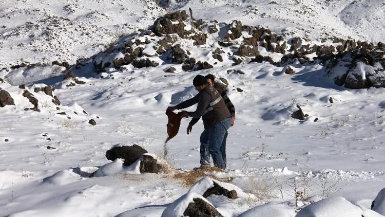 Yaban Hayvanlar İçin Ağrı Dağı’na Yem Bırakıldı