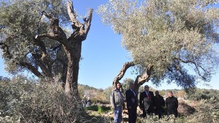 Tarihi Zeytin Ağaçlarının Taşınmasını Yerinde İncelediler