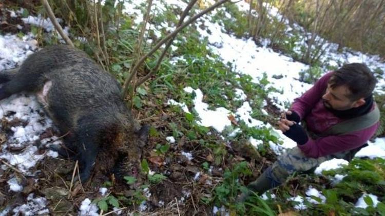 Bahçelerini Korumak İçin Domuz Avına Çıktılar