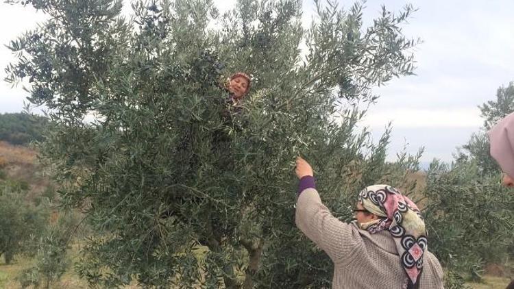 Bilecik’te Zeytin Hasadı Devam Ediyor