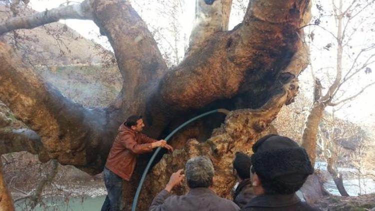 Asırlık Ağacı Ateşe Verdiler