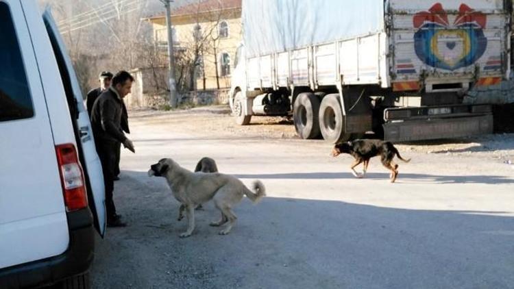 Demirciören Köyü’nde Uyuz Paniği