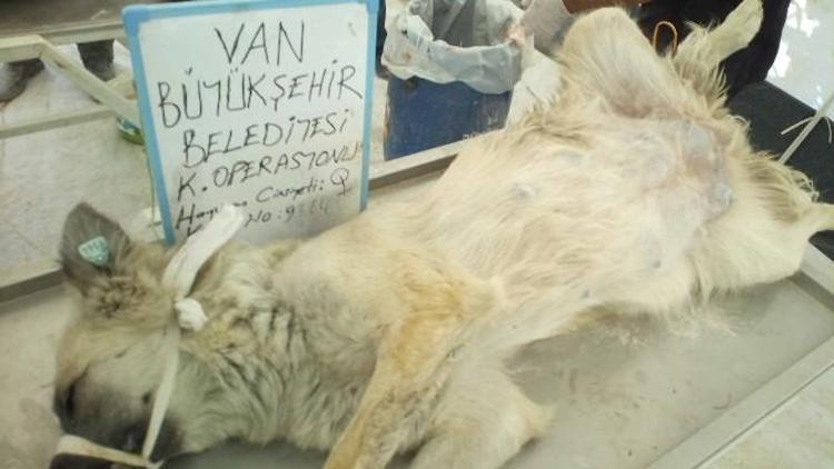 Büyükşehir Belediyesi 550 Köpeği Kısırlaştırdı