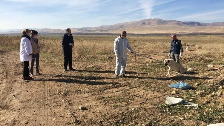 Akçadağ’da Başıboş Köpekler Kısırlaştırılıyor‏