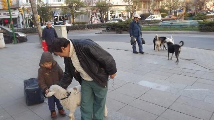 Şehir Köpekleri Kuzuyu Köpek Sanınca