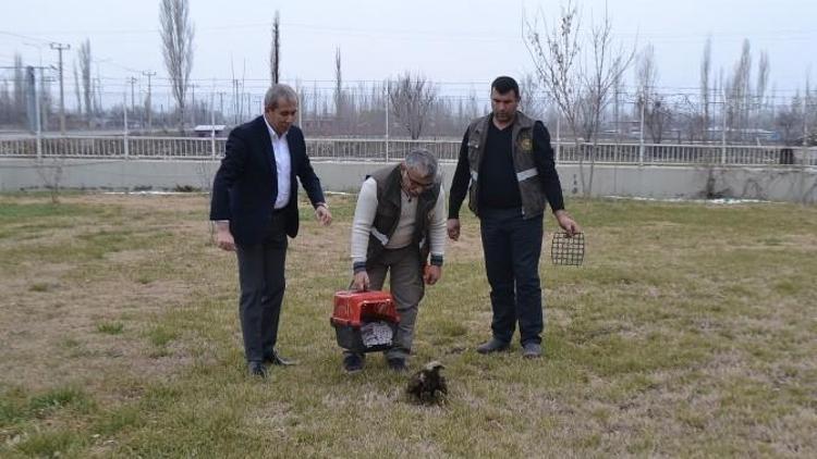 Tedavisi Tamamlanan Kaya Kartalı Doğaya Bırakıldı