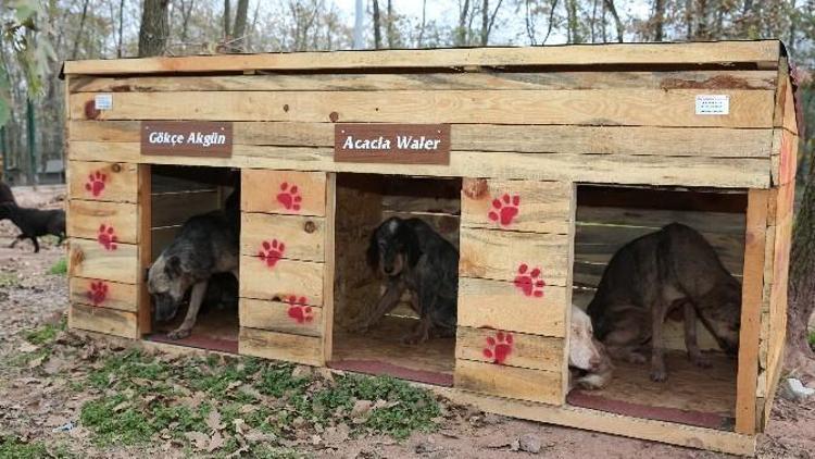 Adapazarı Belediyesi 11 Ayda 3 Bin Köpek Aşıladı