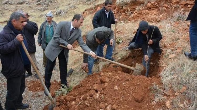 Tut İlçesinde Dut Fidanı Dikimi Yapıldı