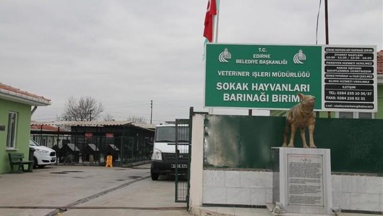 Can Dostları Yeni Sahiplerini Bekliyor