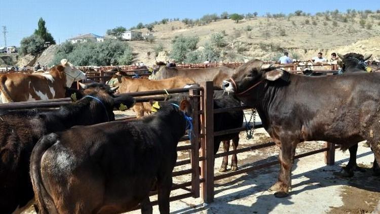 Nevşehir Hayvan Pazarı Kapatıldı