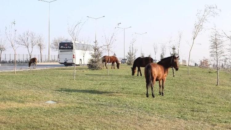 Çevreyolunda AT Tehlikesinin Önüne Geçilemiyor