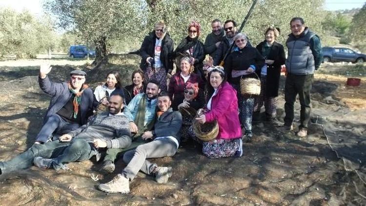 Canan Karatay Gömeç’te Zeytin Hasat Şenliğine Katıldı