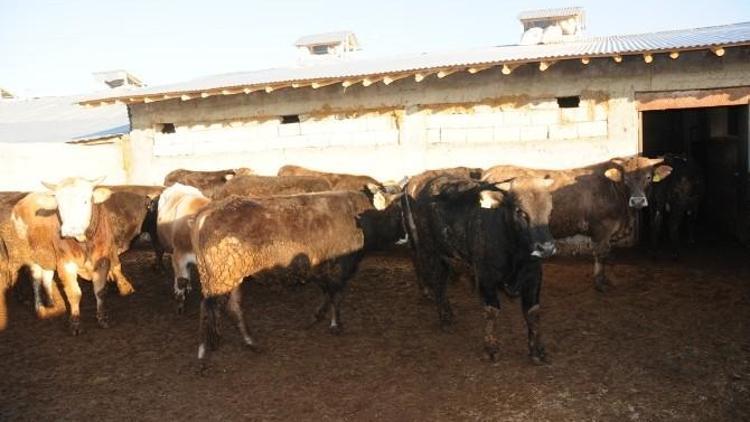 Karantinaya Alınan Bölgelerde Aşılama Çalışması