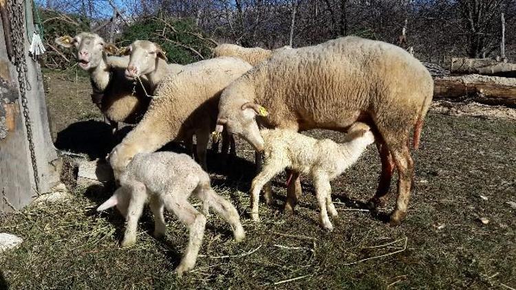 Köpek Hırsızları Vatandaşları Bezdirdi