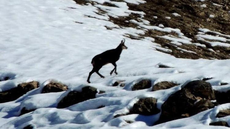 Tunceli’de Dağcılar Şamuaları Fotoğrafladı