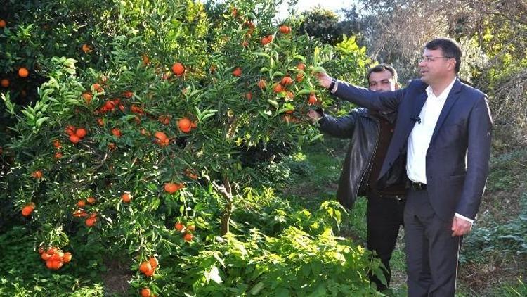 Silifke Belediyesi Sorunları Yerinde Tespit Ediyor