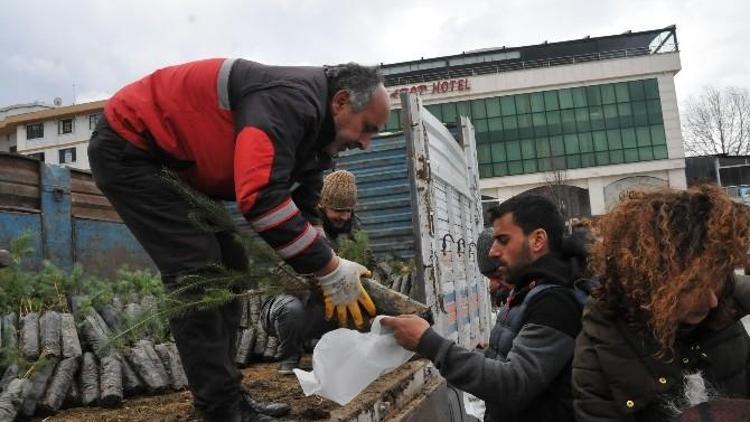 Yalova’da Yılbaşında Vatandaşlara Fıstık Çamı Dağıtıldı