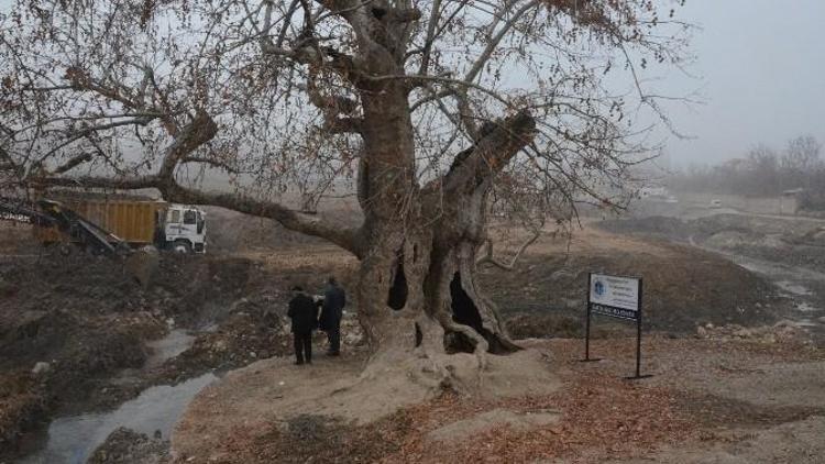 400 Yıllık Çınar Koruma Altına Alınıyor