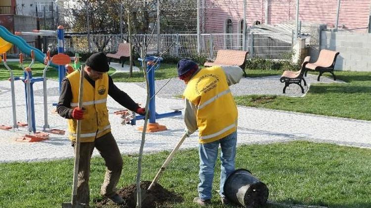 Büyükçekmece Ceviz Ağaçları İle Donatılıyor