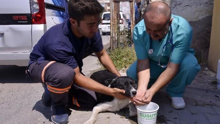 Maltepe Belediyesi 9 Bin Hayvanı Sağlığına Kavuşturdu