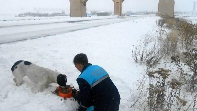 Büyükşehir, Yaban Hayatını Koruyor