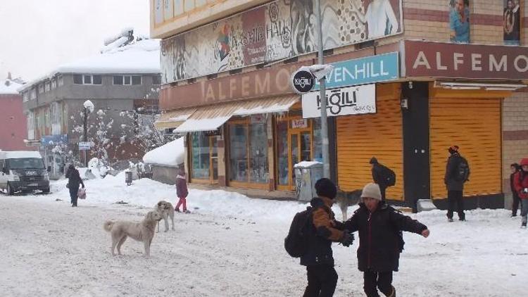 Malazgirt’te Başıboş Köpek Sorunu