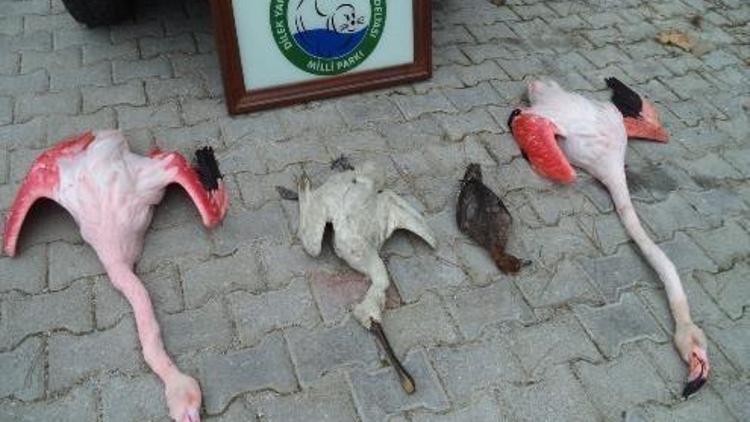 Milli Park’ta Kaçak Flamingo Avı