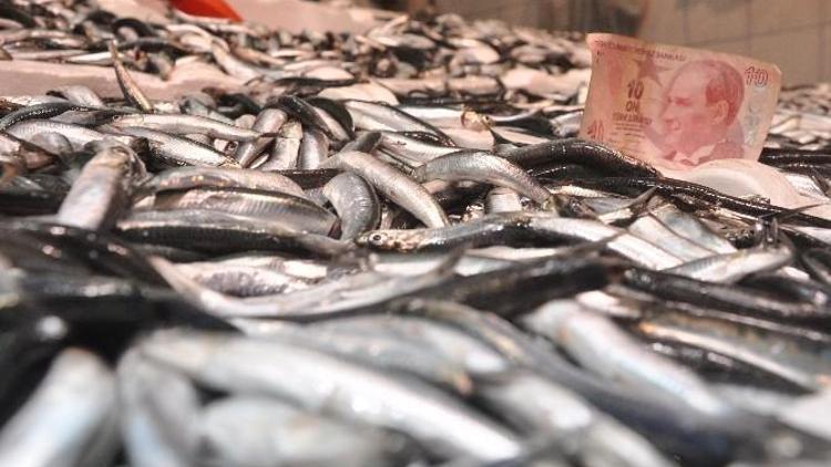 Balık Fiyatları Cep Yakıyor