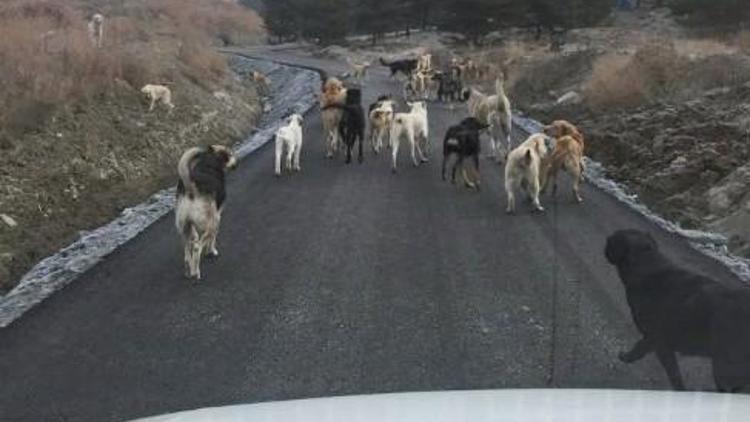 Patiliköy’e Yaşam Yolu