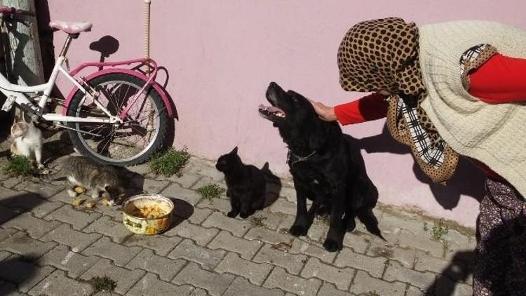 Havran’da Köpek İle Kedilerin Dostluğu Hayran Bıraktı