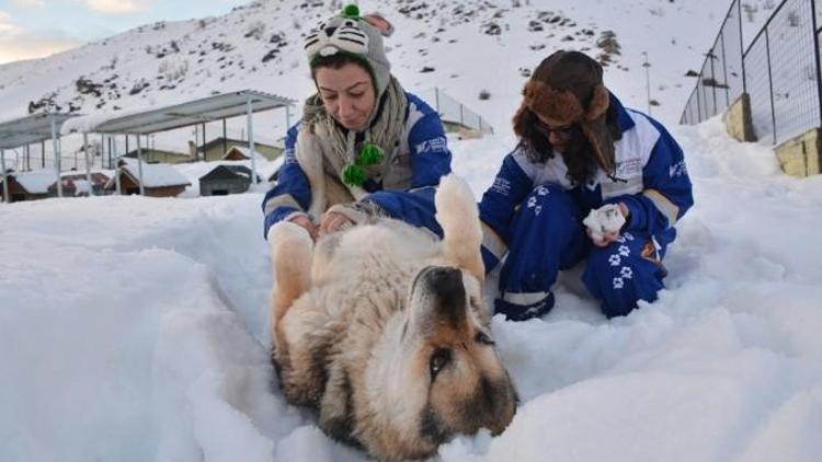 Köpekler Kar Altında Kalan Yuvalarını Arıyor