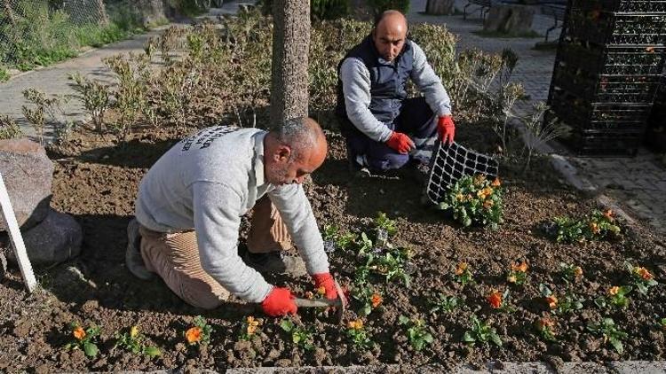 Karşıyaka’ya 200 Bin Kış Çiçeği