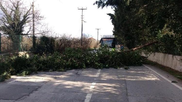 Fırtına Sonrası Kartepe Zabıtası Önlem Aldı