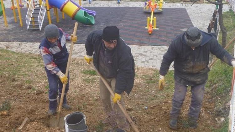 Bilecik Belediyesinden Süs Fidanı Dikimi